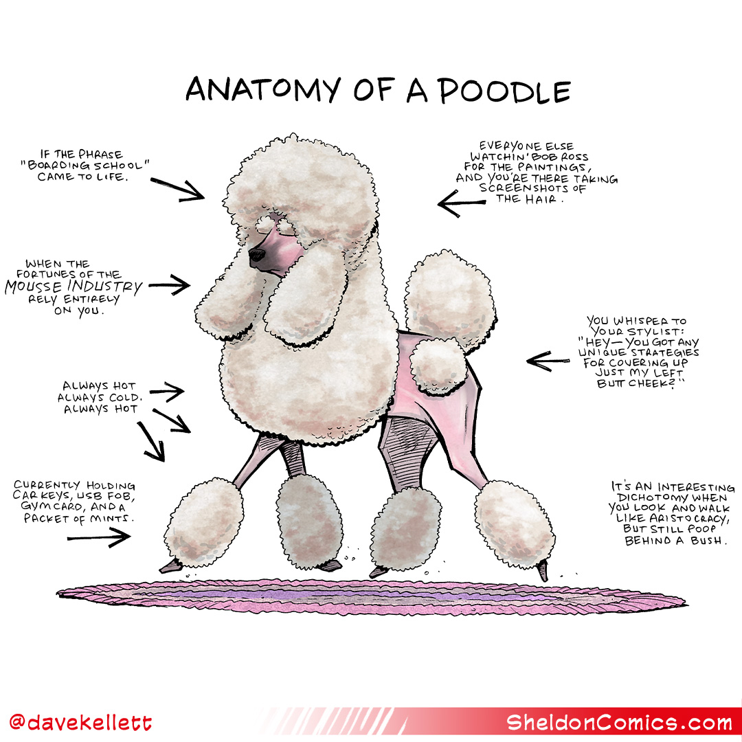 Anatomy of a Poodle - Sheldon® Comic Strip