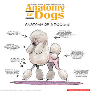 Anatomy of a Poodle - Sheldon® Comic Strip