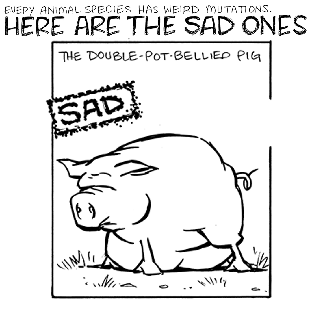 Transcript and Description:
TITLE: Every animal species has weird Mutations. Here are some sad ones:
Panel 1:
	◦	Text: "The Double-Pot-Bellied Pig"
	◦	Image: A comically exaggerated pig with two distinct potbellies, looking cheerful and content.
	◦	Text: SAD
Panel 2:
	◦	Text: "The Square-Toothed Rattlesnake"
	◦	Image: A rattlesnake with teeth shaped into perfect squares, giving it an unusual and goofy expression.
	◦	Text: SAD
Panel 3:
	◦	Text: "The Five-Toed Three-Toed Sloth"
	◦	Image: A sloth looking shocked at his hands with five toes visible on its front hands despite being a "three-toed" sloth.
	◦	Text: SAD
Panel 4:
	◦	Text: "The Non-Meat-Eating Texan"
	◦	Image: A Texan dressed in cowboy attire looking a bit skeptical or awkward, saying “ I done make nature cry.”
	◦	Text: SAD

At the end of the comic, add this text: "Want 5,000 more comics like this? Join us at Patreon.com/sheldoncomics for the FULL Sheldon archives, art giveaways, fun community, and more! Sheldon Comics copyright Dave Kellett. Colors by Beth Reidmiller"
