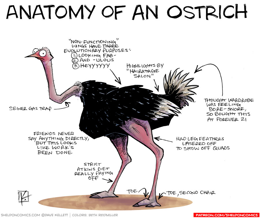 Anatomy of an Ostrich - Sheldon® Comic Strip